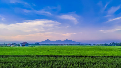 Scenic view of agricultural field against sky