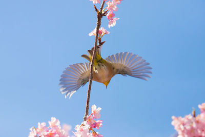 Low angle view of bird flying against sky