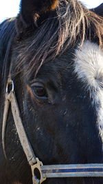 Close-up of a horse