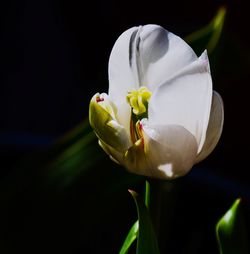 Close-up of white rose flower against black background