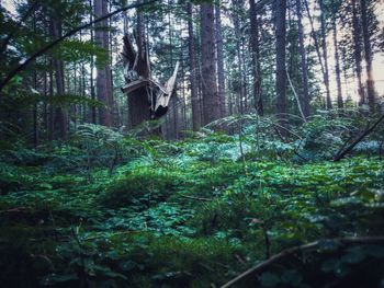 Trees and plants in forest