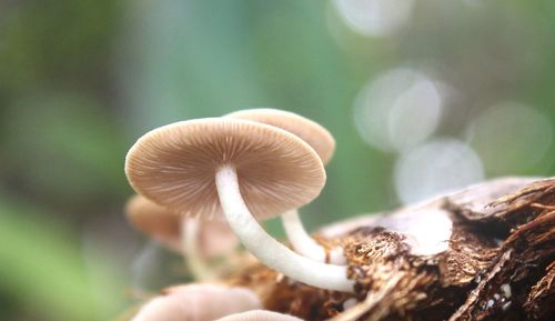 Close-up of mushrooms growing on tree trunk