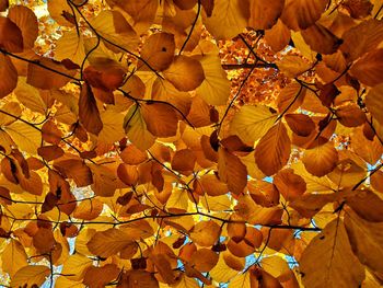 Full frame shot of autumnal leaves