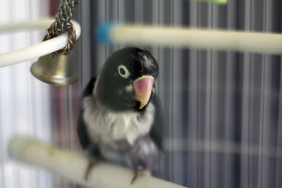 Lovebird in a cage with a bell