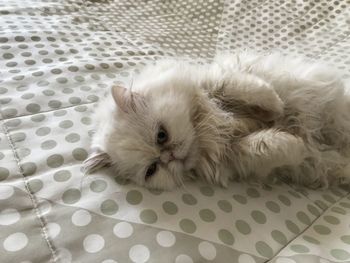 Close-up of a cat lying on bed