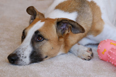 Close-up of dog resting