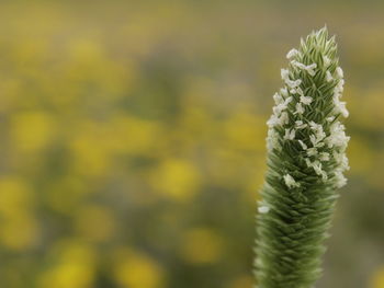 Close-up of yellow flowering plant