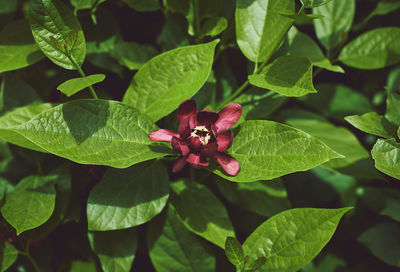 High angle view of red flowering plant