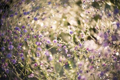 Close-up of purple flowering plants