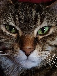 Close-up portrait of cat