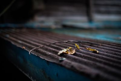 Close-up of fallen dry leaves on roof