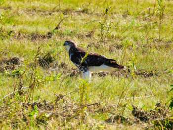 View of a bird on land