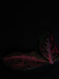 Close-up of red leaves over black background