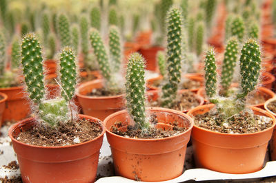 Close-up of succulent plants in greenhouse