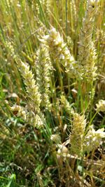 Full frame shot of plant growing on field