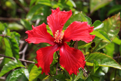 Close-up of red flower blooming outdoors