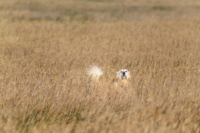 Sheep on field