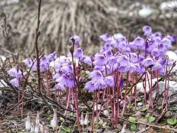 Close-up of purple crocus flowers on field