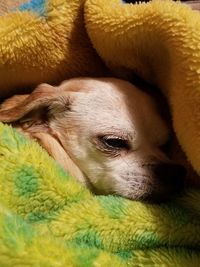 Close-up of dog sleeping