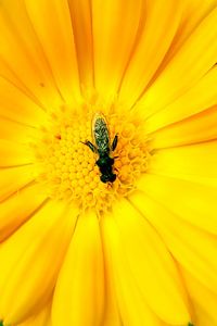 Close-up of bee pollinating on yellow flower