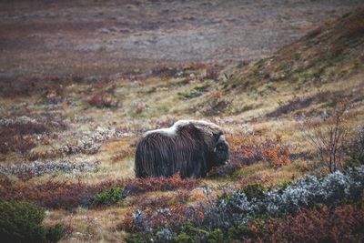 American bison on field during autumn