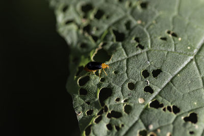 Close-up of insect on leaf