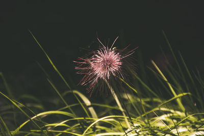 Close-up of dandelion on field against sky