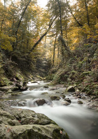 Scenic view of waterfall in forest