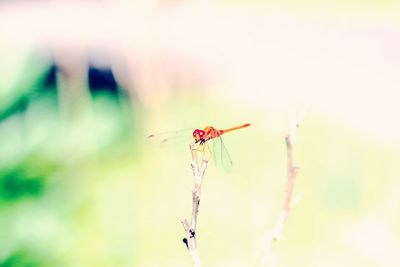 Close-up of dragonfly on plant