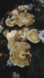 High angle view of mushrooms growing on field