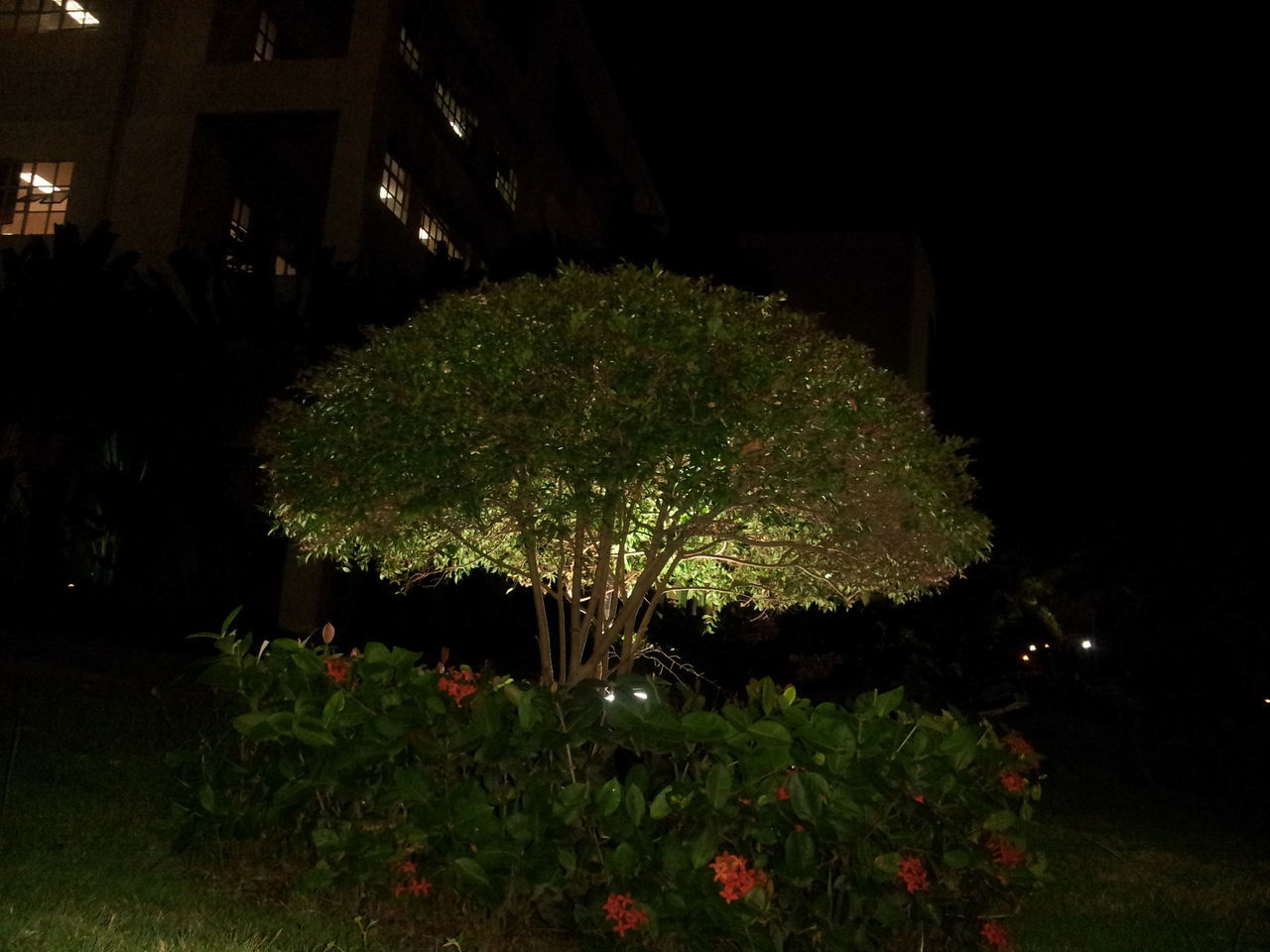 night, flower, growth, plant, illuminated, tree, built structure, architecture, building exterior, park - man made space, nature, green color, beauty in nature, freshness, outdoors, grass, formal garden, growing, house, no people