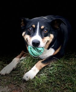 Close-up portrait of dog