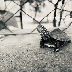 Close-up of tortoise on land