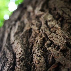 Close-up of tree trunk