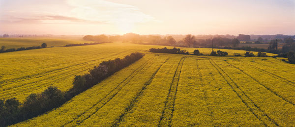 Scenic view of agricultural field against sky during sunset