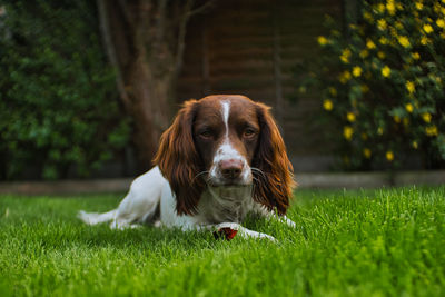 Portrait of dog on field