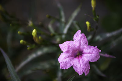 Close-up of pink flower