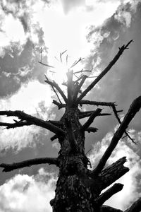 Low angle view of silhouette tree against sky