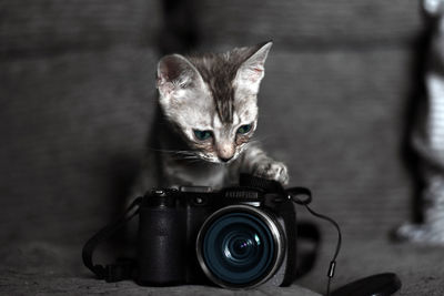 Portrait of cat with camera