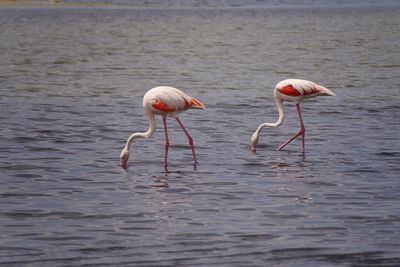 View of birds in sea