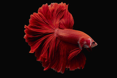 Close-up of fish swimming in sea