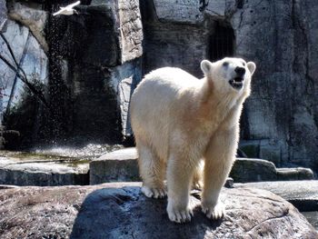 Polar bear standing on rock at zoo