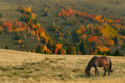 Horse grazing on landscape during autumn