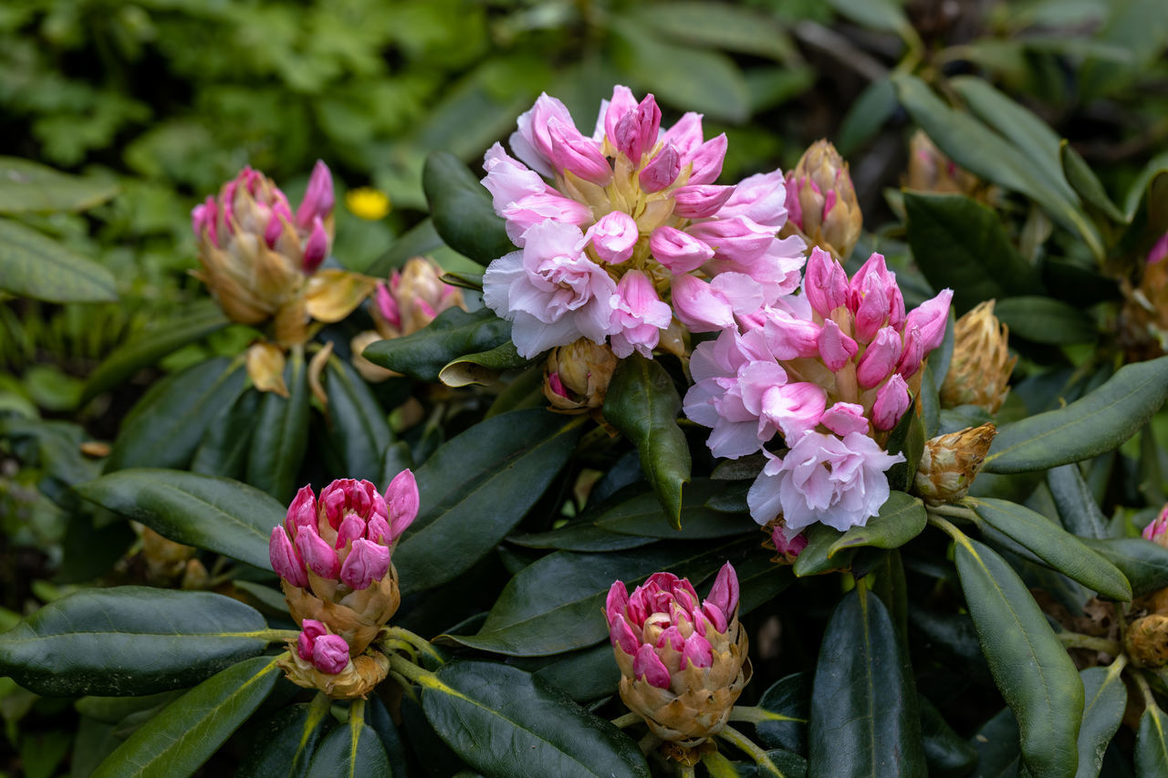 flower, flowering plant, plant, beauty in nature, pink, plant part, nature, leaf, freshness, close-up, shrub, blossom, no people, green, botany, growth, multi colored, outdoors, botanical garden, inflorescence, fragility, flower head, food and drink, garden, petal, summer, pattern, day, tourism