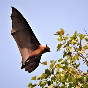 Low angle view of bird flying against clear sky