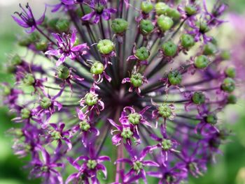 Close-up of purple flowers