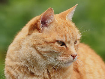 Close-up of a cat looking away