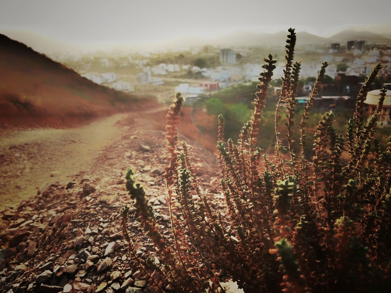 landscape, nature, outdoors, day, mountain, no people, plant, growth, beauty in nature, flower, tree, sky