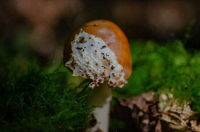 Close-up of snail on plant