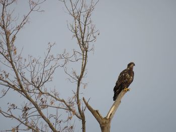 Low angle view of bird perching on branch against sky